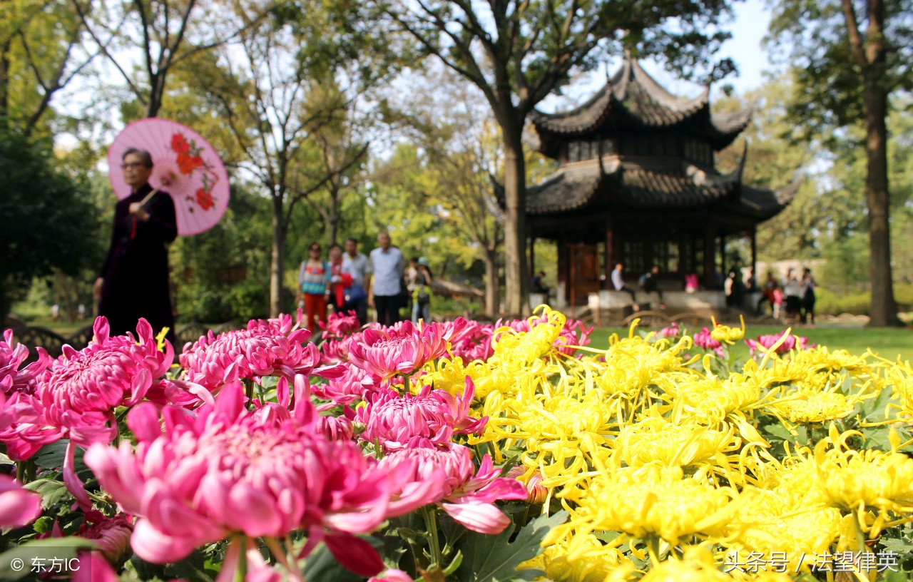 豪情吟重阳，战地黄花香毛主席的一首《采桑子》令人荡气回肠