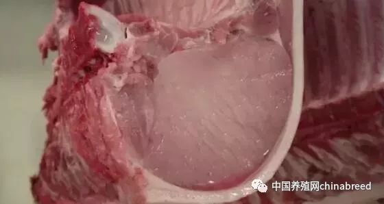 猪肉渗水什么原因分析,猪肉没卖完发黑怎么办