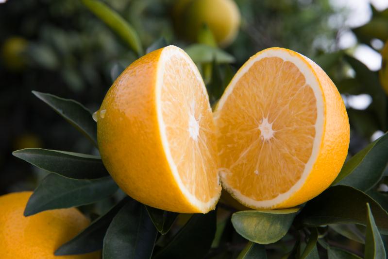 赣南脐橙全世界闻名,脐橙世界之最