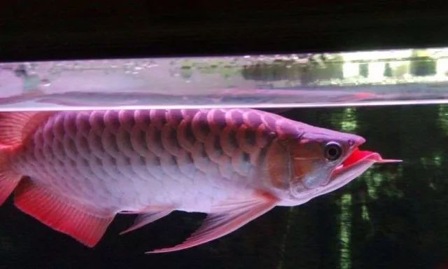 龙鱼快死的视频,龙鱼吞食异物正确的处理方法