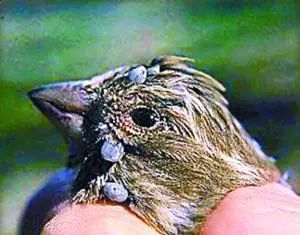 小狗被蜱虫咬到有啥症状,被狗身上蜱虫咬了怎么办