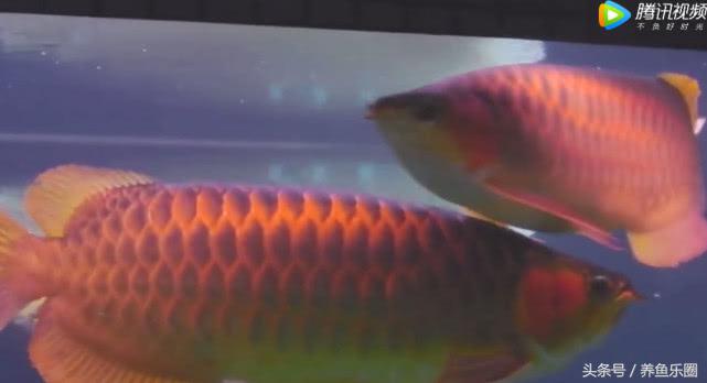 群游观赏鱼很帅,老缸养红龙关注事项