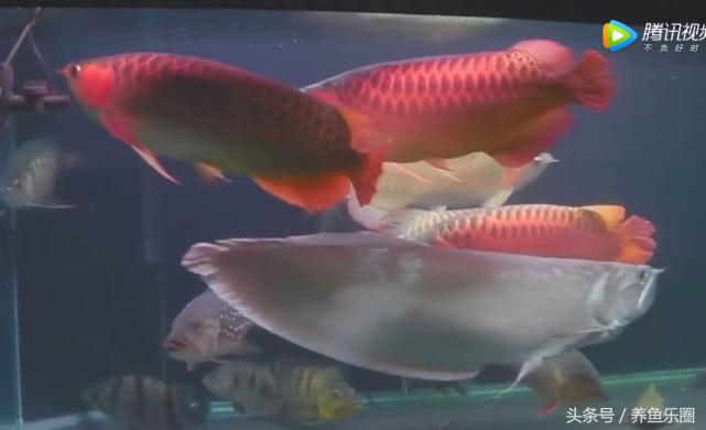 群游观赏鱼很帅,老缸养红龙关注事项