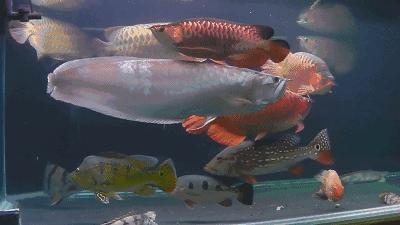 群游观赏鱼很帅,老缸养红龙关注事项