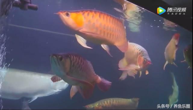 群游观赏鱼很帅,老缸养红龙关注事项