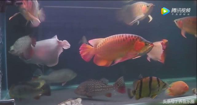 群游观赏鱼很帅,老缸养红龙关注事项