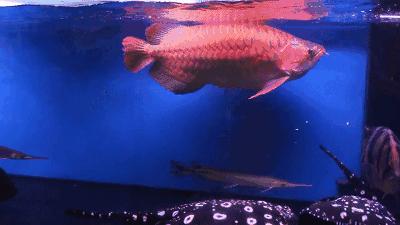 群游观赏鱼很帅,老缸养红龙关注事项