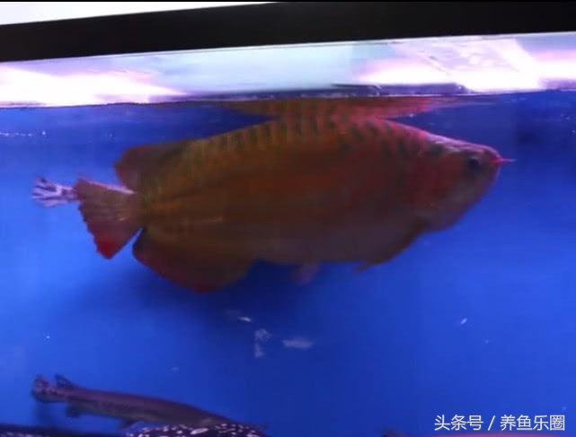 群游观赏鱼很帅,老缸养红龙关注事项