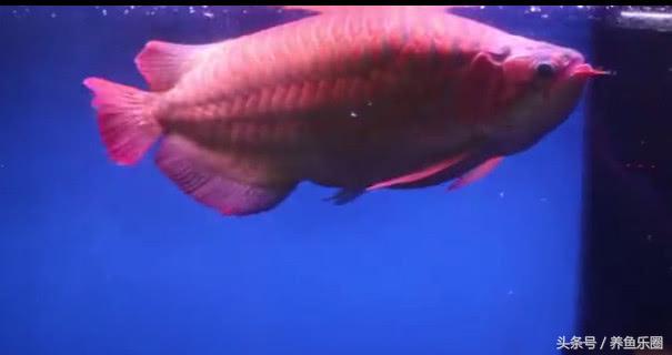 群游观赏鱼很帅,老缸养红龙关注事项