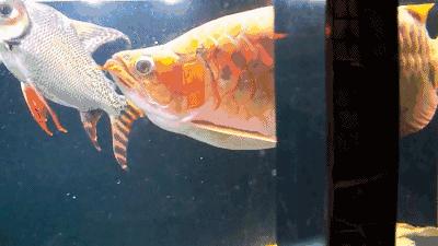 群游观赏鱼很帅,老缸养红龙关注事项