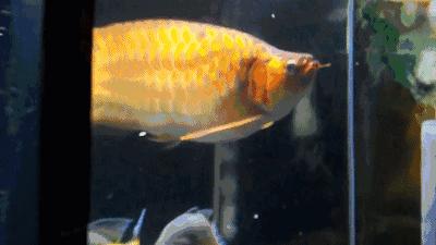 群游观赏鱼很帅,老缸养红龙关注事项