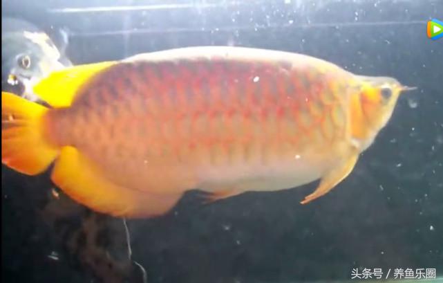 群游观赏鱼很帅,老缸养红龙关注事项