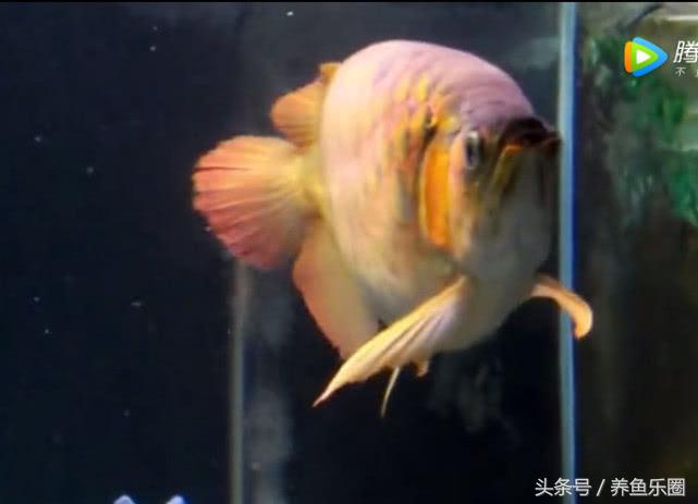 群游观赏鱼很帅,老缸养红龙关注事项