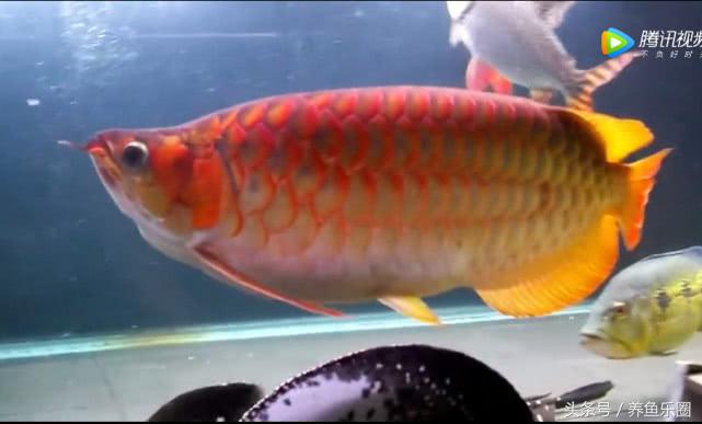 群游观赏鱼很帅,老缸养红龙关注事项