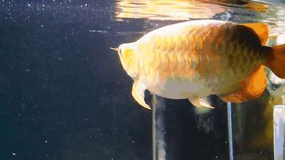 群游观赏鱼很帅,老缸养红龙关注事项