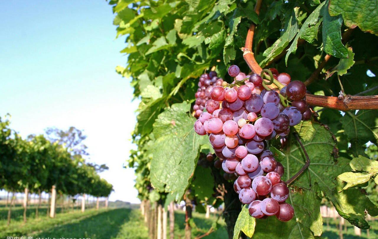 葡萄怎么扦插最好,葡萄怎么扦插成活