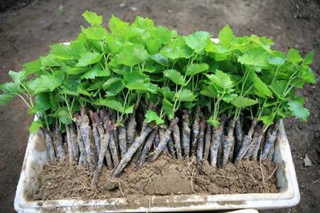 葡萄怎么扦插最好,葡萄怎么扦插成活