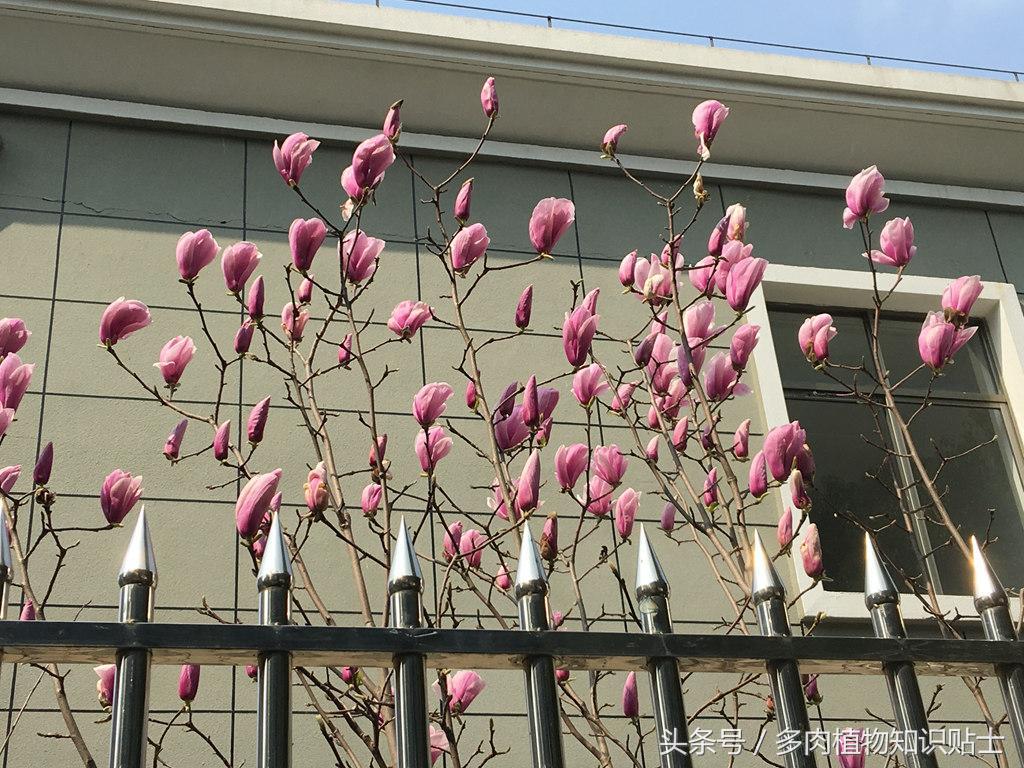大神的硬叶十二卷阳台，为它们写日记