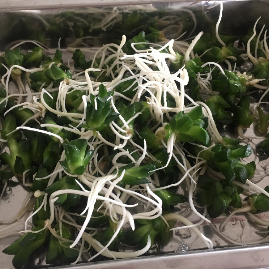 玉露要死的征兆,玉露各种态势原因及解决办法