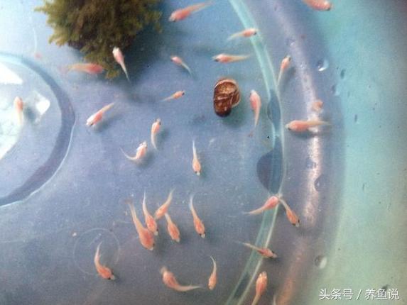 如何养殖泰国斗鱼视频教程,泰国斗鱼如何养才能长得好