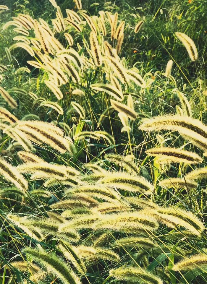 哲学家桑塔亚纳论宗教，什么是醍醐灌顶？这就是