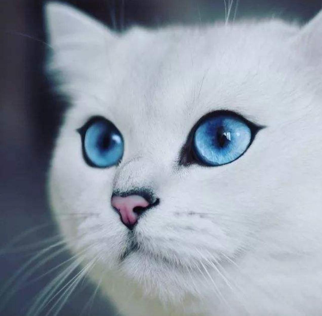 猫咪养得好的特征有哪些,养猫咪致命的错误