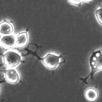 到底如何给孩子补充DHA呢？你要知道这20条