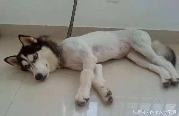 狗把毛剃光能散热吗,有一种热叫我觉得你热是什么意思