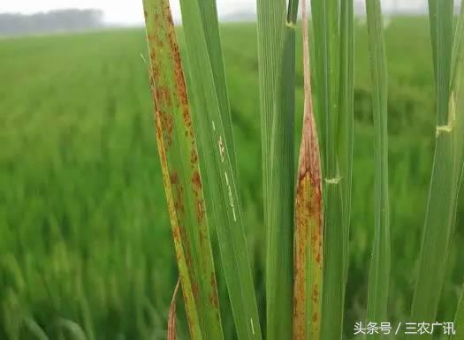 水稻红梢病,水稻叶子发黄是什么原因引起的