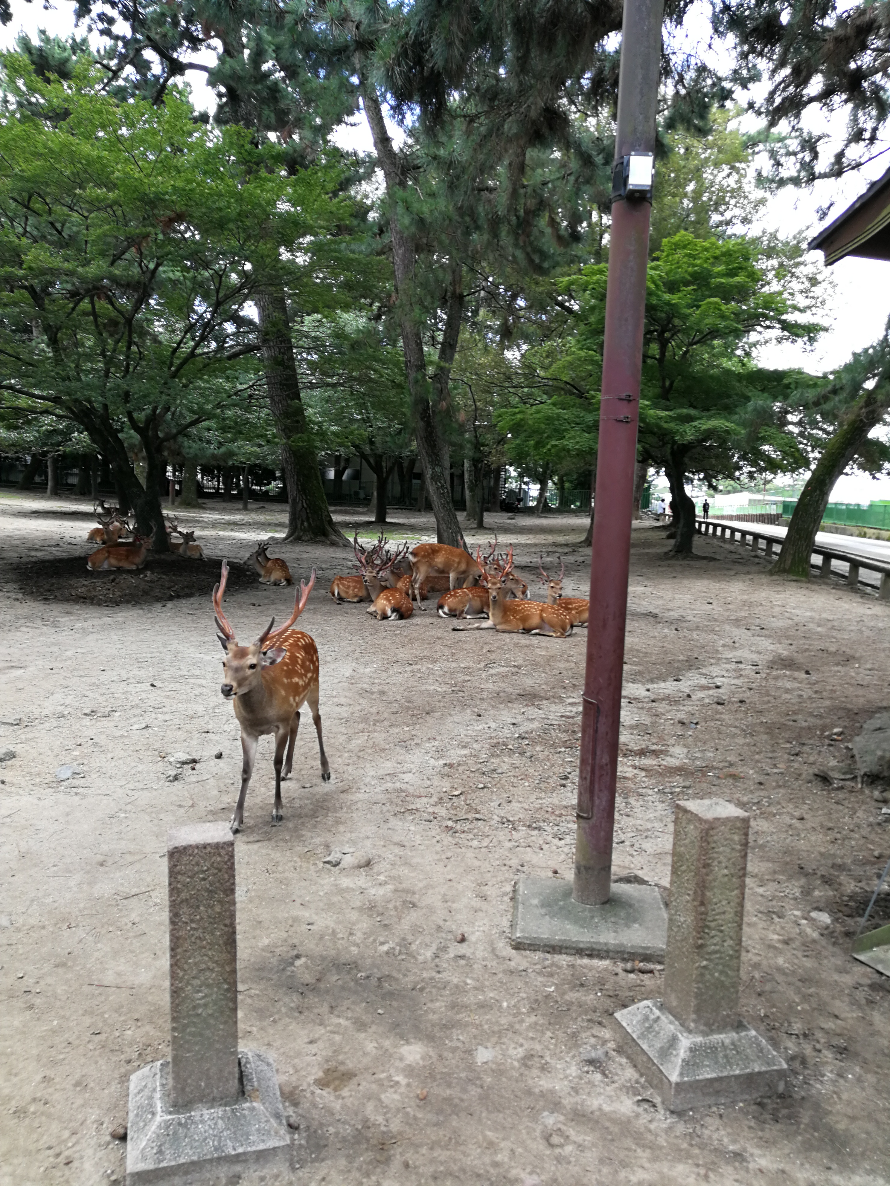 日本奈良亲子旅拍,日本游奈良小鹿