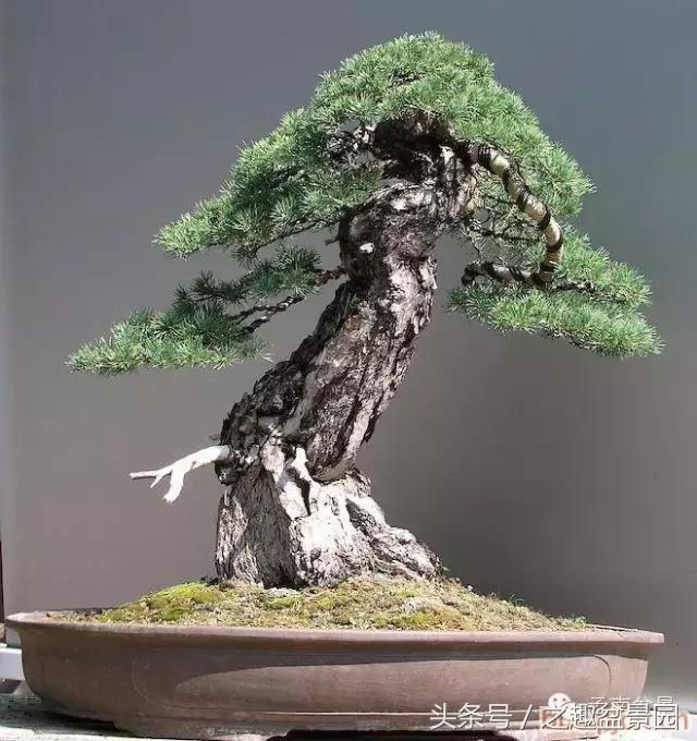 榛戞澗鐩嗘櫙閫犲瀷璁捐 (榛戞澗鐩嗘櫙鐨勬牻鍩逛笌鍏绘姢瑙嗛)