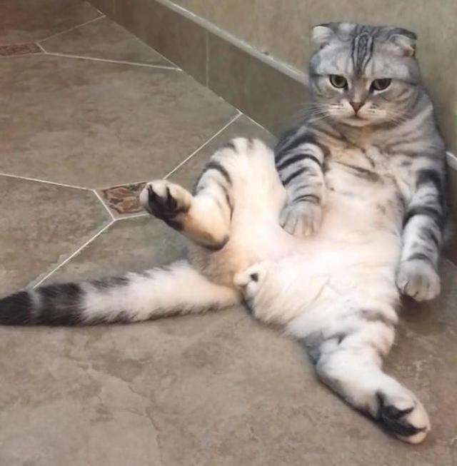 猫咪思春期的特征,猫咪闹春最快解决方法