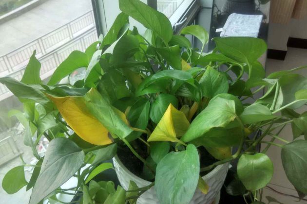 绿萝黄叶要怎么处理？这些方法学会了，越养越茂盛！