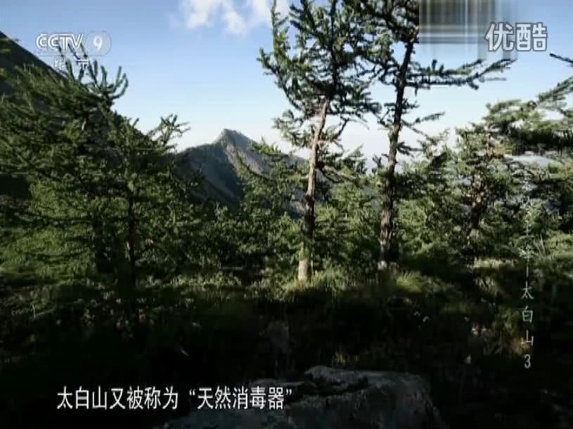 太白山野生珍稀植物——七十二种“七药”