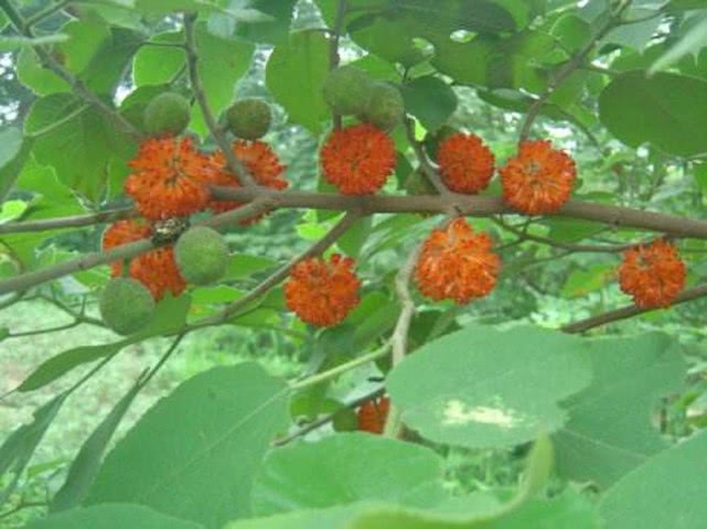 杨梅相似的果子,什么野果长得像杨梅一样