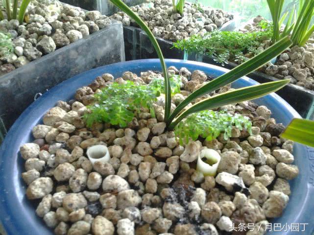 夏天兰花易腐？插根塑料管，兰花不烂根，壮根呼呼长，花开香十里