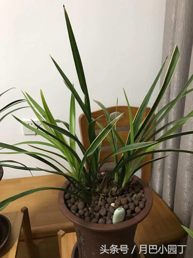 夏天兰花易腐？插根塑料管，兰花不烂根，壮根呼呼长，花开香十里