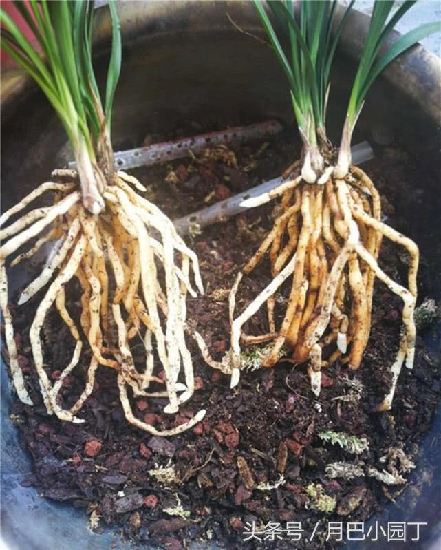 夏天兰花易腐？插根塑料管，兰花不烂根，壮根呼呼长，花开香十里