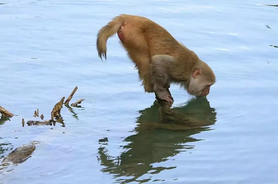 三伏天，龙虎山的“山大王”们开始消暑养生了！