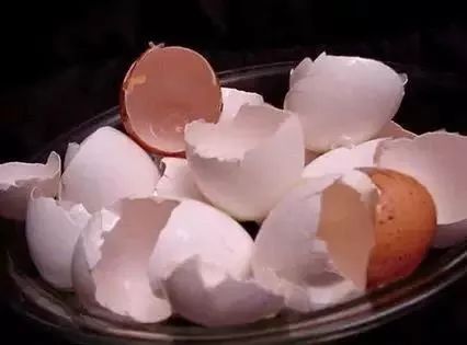 鸡蛋壳别扔掉,鸡蛋壳不要扔了太可惜了用来种菜