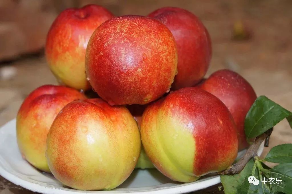 枣油桃产地优点,枣油桃产品介绍