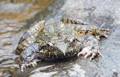 被称为百蛙之王，有钱也买不到，营养是一般牛蛙的5倍！