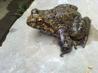 被称为百蛙之王，有钱也买不到，营养是一般牛蛙的5倍！