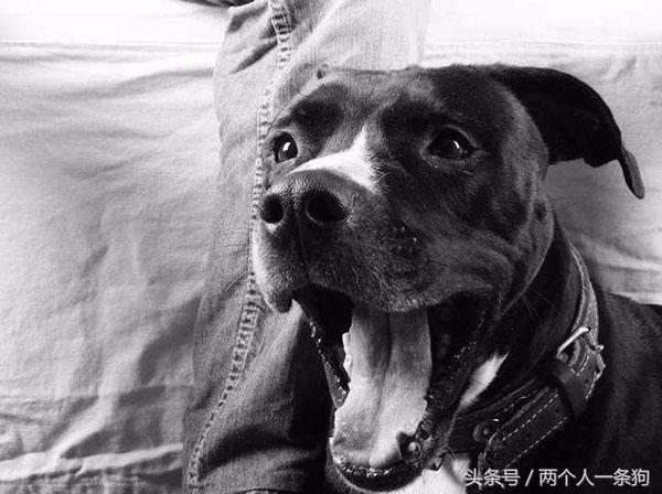 大型犬整夜狂吠扰民怎么办,放任犬只狂吠扰人休息如何处理