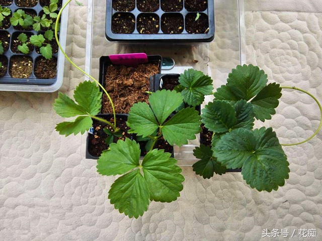 草莓长花全过程,草莓怎么把根养得又粗又壮