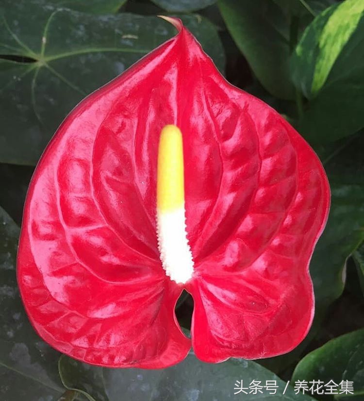 红掌叶子下垂怎么补救,红掌叶子发黄最简单的处理方法