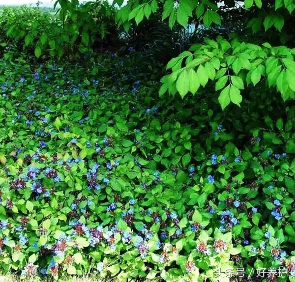 地被植物花园点缀,地被植物铺地