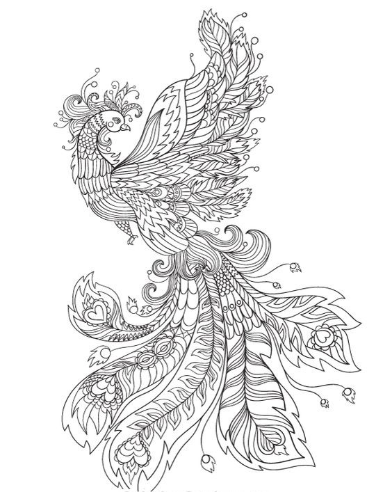 凤凰白描线稿图,百鸟之王凤凰图片唯美