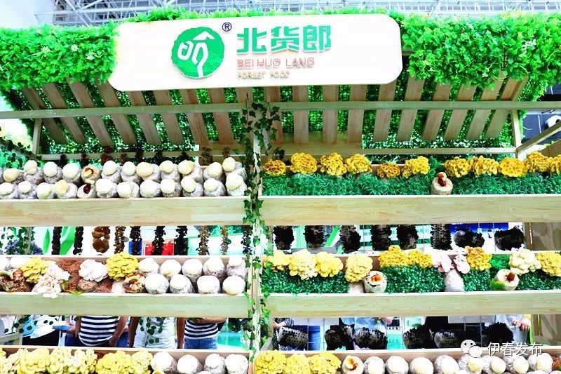 聚焦｜七月“森博”热林城