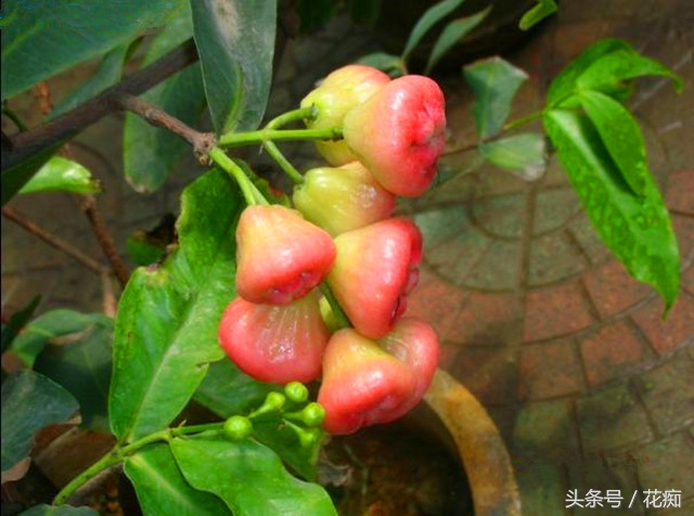 那么贵的水果能不能少买点,这么贵的水果怎么还不好吃